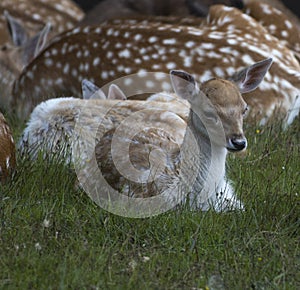 Fallow deer in Sachsen Germany near Papstdorf