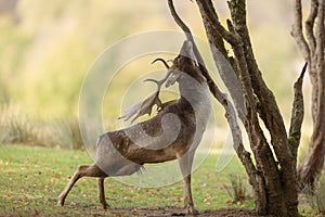 A fallow deer scratches in the forest