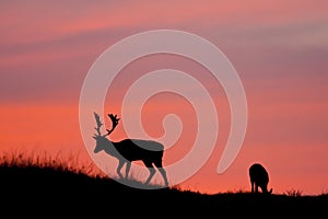 Fallow deer silhuette.