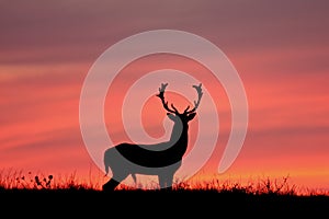 Fallow deer silhuette.