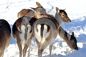 Fallow deer in the snow