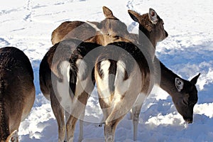 Fallow deer in the snow