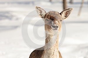 Fallow deer in the snow