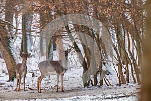 Giacere incolto cervo la neve foresta 