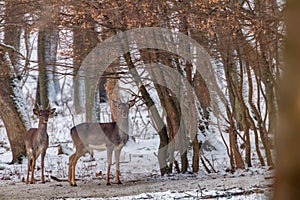 Fallow deer snow forest landscape Dama Dama