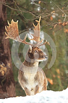 Fallow deer spotted. Photo was taken in the Czech Republic.