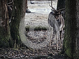 Fallow deer spotted searches corns in falling autumn leaves