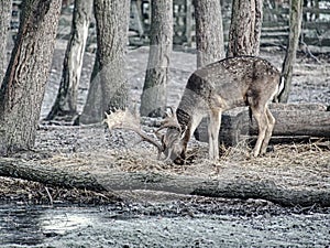 Fallow deer spotted searches corns in falling autumn leaves photo