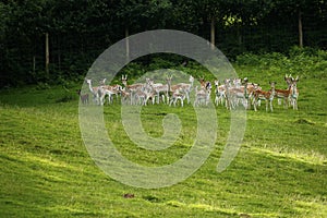 Fallow deer with spotted summer coat moving fast