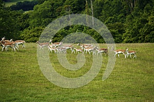 Fallow deer with spotted summer coat moving fast