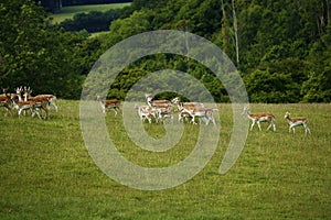 Fallow deer with spotted summer coat moving fast