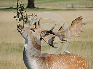 Fallow deer stag