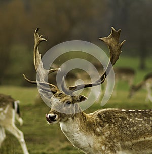 Fallow deer stag with antlers Attingham park Shropshire photo