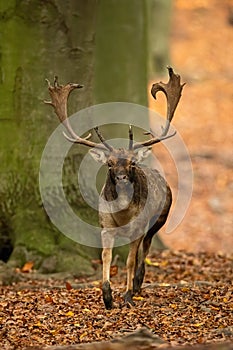 Fallow deer stag with antlers running forward and approaching in autumn forest