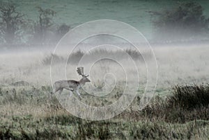 Fallow deer stag in Autumn fog