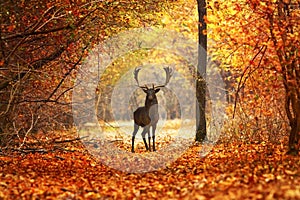 Fallow deer stag in beautiful autumn forest photo