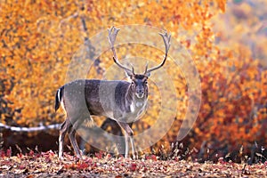 fallow deer stag in beautiful autumn setting