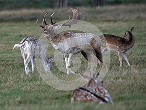 Fallow Deer Stag Bellowing During Rutting Season.