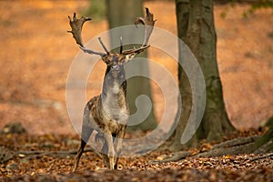 Fallow deer stag with big antlers looking into camera in forest