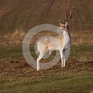 Fallow Deer Stag, at Bradgate Park, Leicestershire