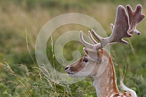 Fallow Deer Stag, at Bradgate Park, Leicestershire