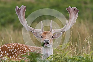 Fallow Deer Stag, at Bradgate Park, Leicestershire