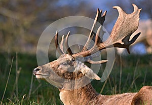 Fallow deer stag / buck