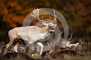 Fallow deer stag calling during rutting season in autumn