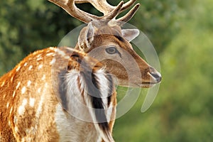 Fallow deer stag close up