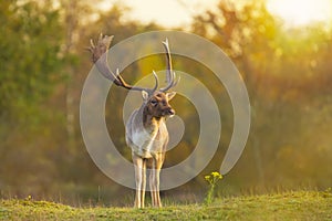 Fallow deer stag Dama Dama Autumn sunset