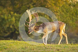 Fallow deer stag Dama Dama Autumn sunset