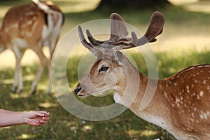 Fallow Deer Stag Head