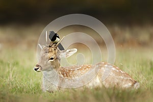 Fallow deer stag with a magpie sitting on it`s head