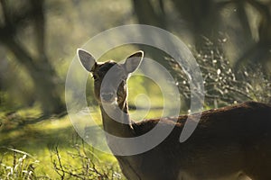 Fallow deer stag rutting in Autumn