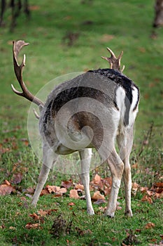 Fallow Deer Stag showing easily identifiable rump markings. photo