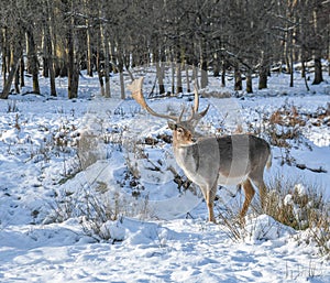 Fallow Deer Stag in the Snow