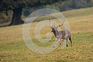 Fallow deer stag sprinting on a meadow with yellow grass in autumn