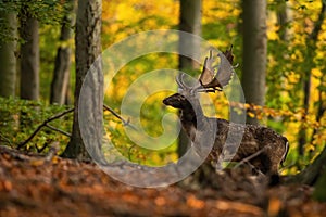 Fallow deer stag standing among colorful leaves in autumn forest