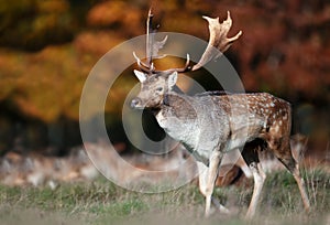 Fallow deer stag standing in a meadow during the rut in autumn