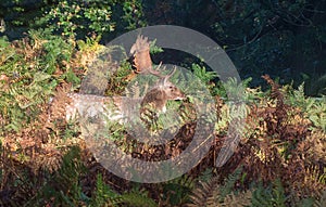 Fallow Deer Stag in Undergrowth