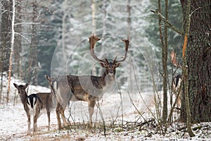 Fallow Deer Stag In Winter. Winter Wildlife Landscape With Three Deer Dama dama. Deer With Large Branched Horns On The Backgroun