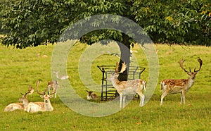 Fallow deer stags (Dama dama)