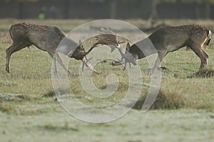 A fallow deer stags fighting during the rut