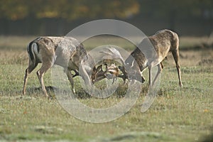 A fallow deer stags fighting during the rut