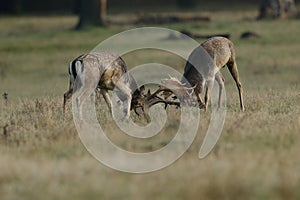 A fallow deer stags fighting during the rut