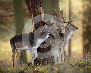 Fallow Deer Stags in Wood