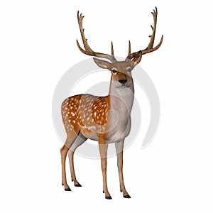 Fallow Deer Standing