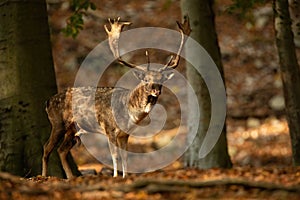 Fallow deer standing in autumn forest illuminated by the sun