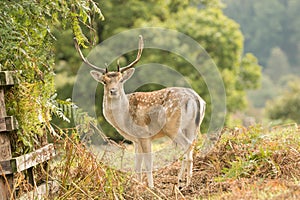 Fallow deer standing with bracken and fence