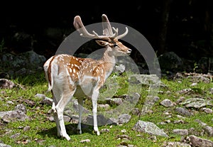 Fallow deer standing in the forest